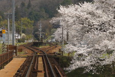 風景_線路桜