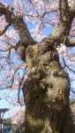 供養墓＿写真３桜